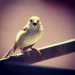 Close-up of bird perching