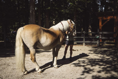 Horse standing on field