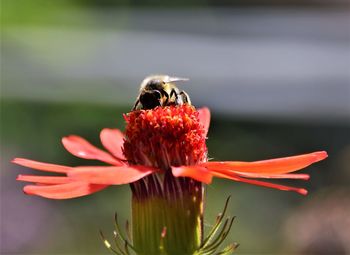 Close-up of honey bee on flower