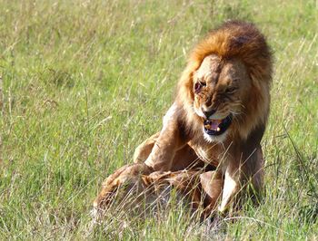 Close-up of a cat lying on grass
