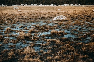 Flock of sheep in winter