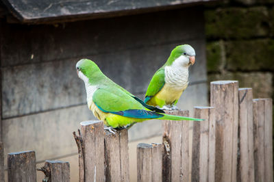 Bird perching on wooden post