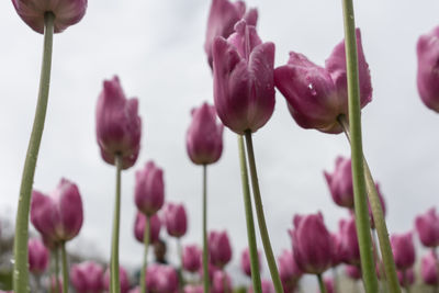 Close-up of pink flowering plants