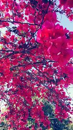 Low angle view of pink flowers on tree