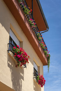 Low angle view of potted plant on balcony of building