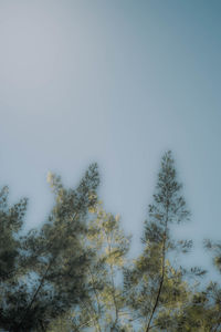 Low angle view of trees against clear blue sky