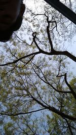 Low angle view of flower tree against sky