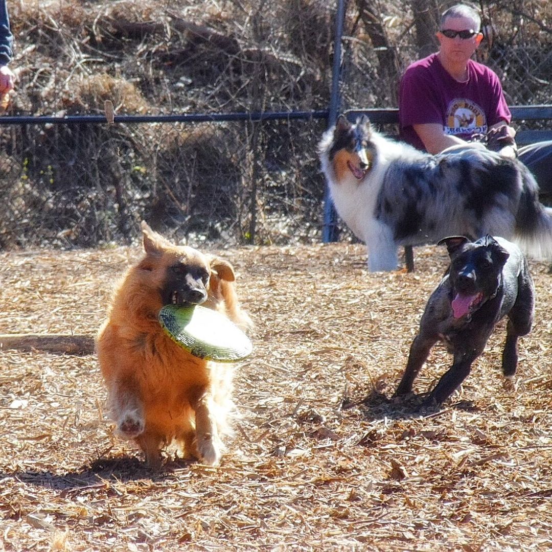 animal themes, domestic animals, mammal, livestock, two animals, one animal, field, standing, three animals, full length, togetherness, dog, working animal, pets, outdoors, day, feeding, horse