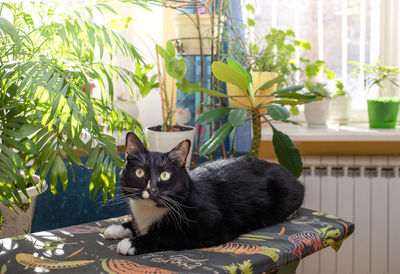 Black and white cat lying on ironing board before sunlit window with green indoor plants.