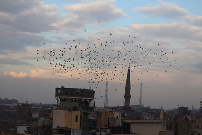 Flock of birds flying in sky