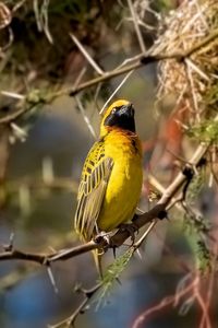 Close-up of bird perching on branch