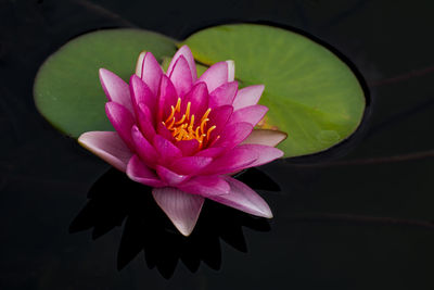Close-up of lotus water lily