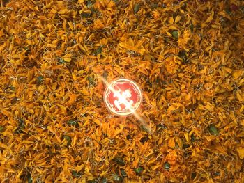 Close-up of illuminated yellow autumn leaves