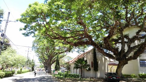 Trees in city