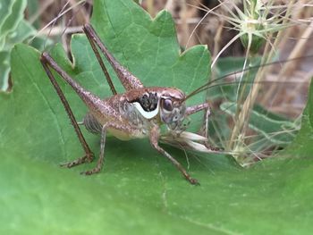 Close-up of insect on leaf