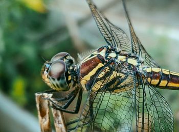 Close-up of dragonfly on leaf