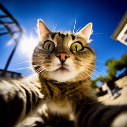 cat