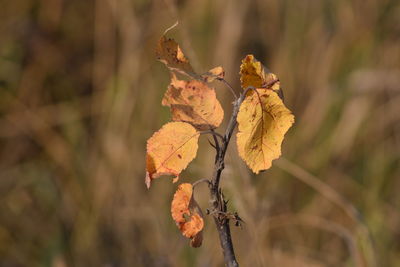 Close-up of wilted plant during autumn