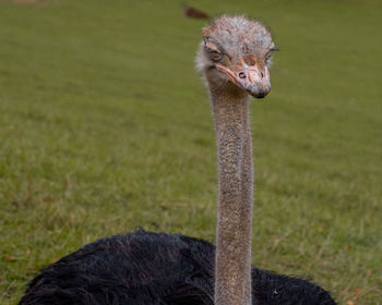Close-up portrait of a bird on field