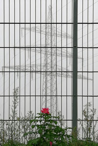 Full frame shot of red roses growing on plant