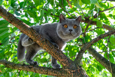 Low angle view of monkey on tree