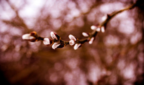 Close-up of flowers