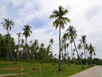 Palm trees on field against sky