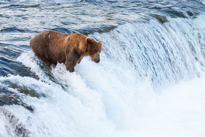 Dog in water