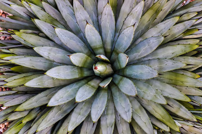 Full frame shot of succulent plant