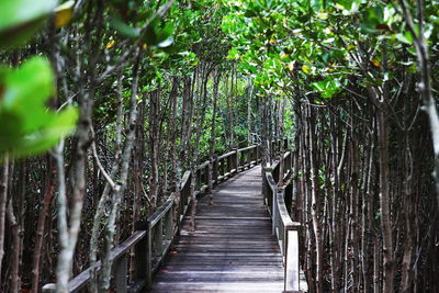 View of bamboo trees in forest