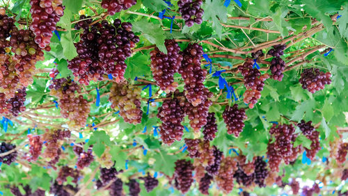 Close-up of fruits growing on tree