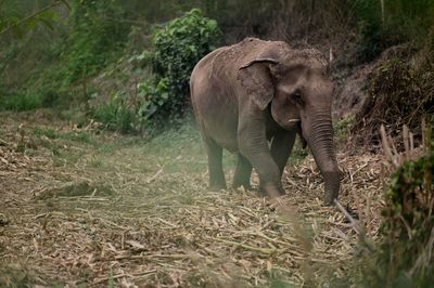 Elephant walking in a field