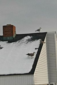 Birds perching on building against clear sky