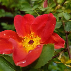 Close-up of red flower