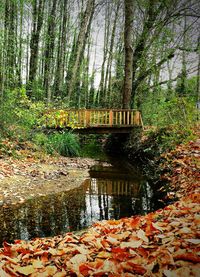 Trees growing by lake in forest during autumn