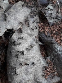 Full frame shot of tree trunk