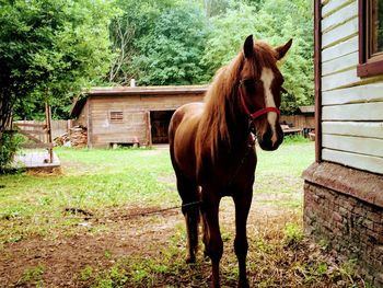 Horse standing in ranch