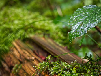 Close-up of wet plant