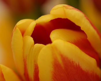 Macro shot of yellow rose flower