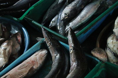 Close-up of fish for sale in market