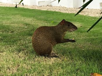 Close-up of cat on field
