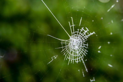 Close-up of spider web