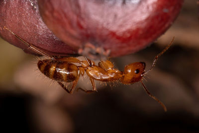 Close-up of spider