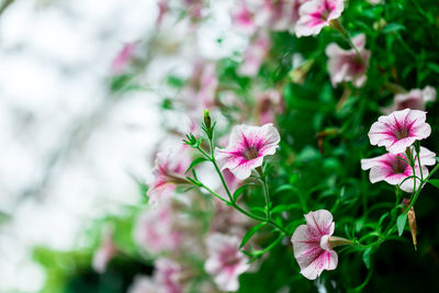 Close-up of pink flowering plant