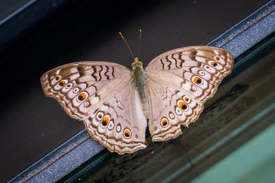 Close-up of butterfly