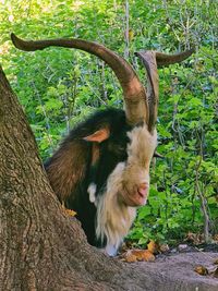 Close-up of an animal