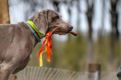 Close-up of dog