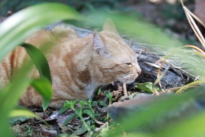 Close-up of a cat