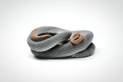 Close-up of shoes over white background