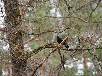 Bird perching on a tree